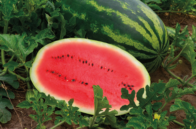 Sandia Estrella Sobre 5 Millares