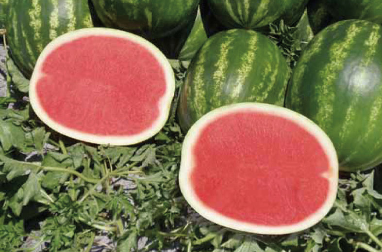 Sandia Fascination Sobre 5 Millares