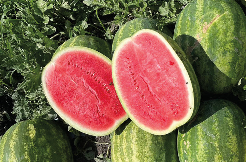 Sandía Sibarita sobre de 5 millares