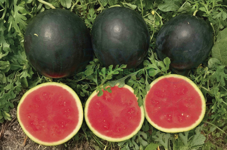 Sandia Sugar Baby Sobre 1 Lb