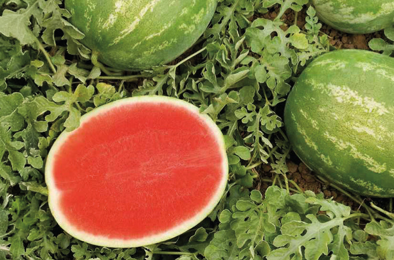 Sandia Sugar Coat Sobre 5 Millares