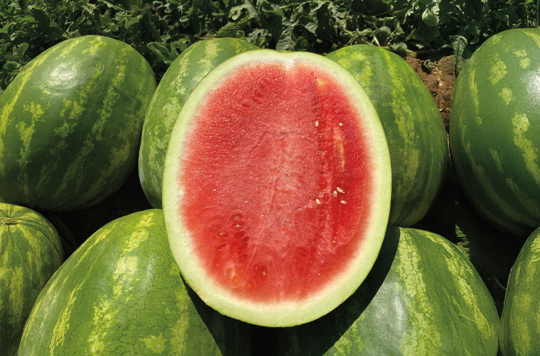 Sandia Sugar Red Sobre 5 Millares