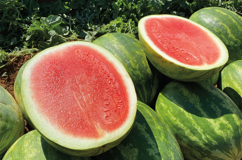 Sandia Virtue Sobre 5 millares