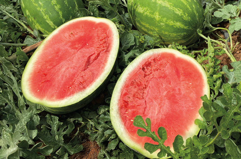 Sandia Virtue Sobre 5 millares