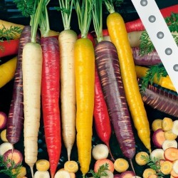 Zanahoria Rainbow Mix Color 1Lb