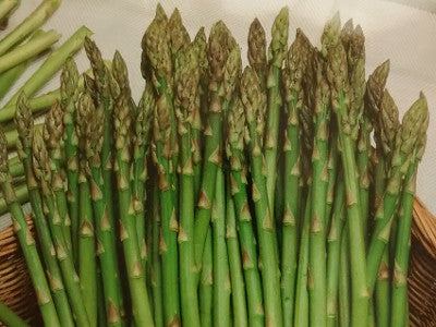 Espárrago UC 157 F-1 Sobre 1Lb