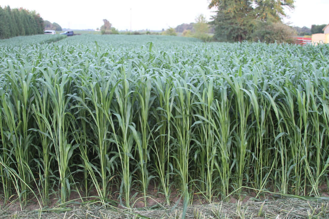 Sorgo Sweet Bites Saco 20 Kg