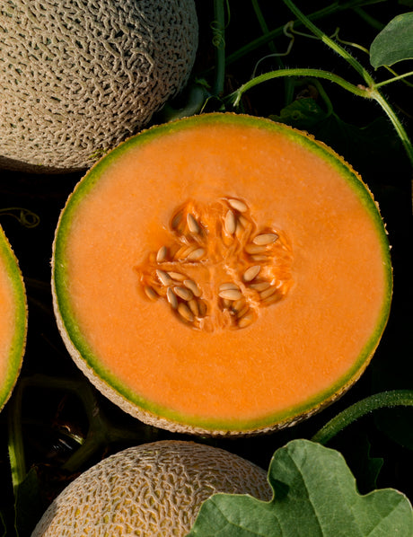 Melon Tarasco Sobre 15 Millares