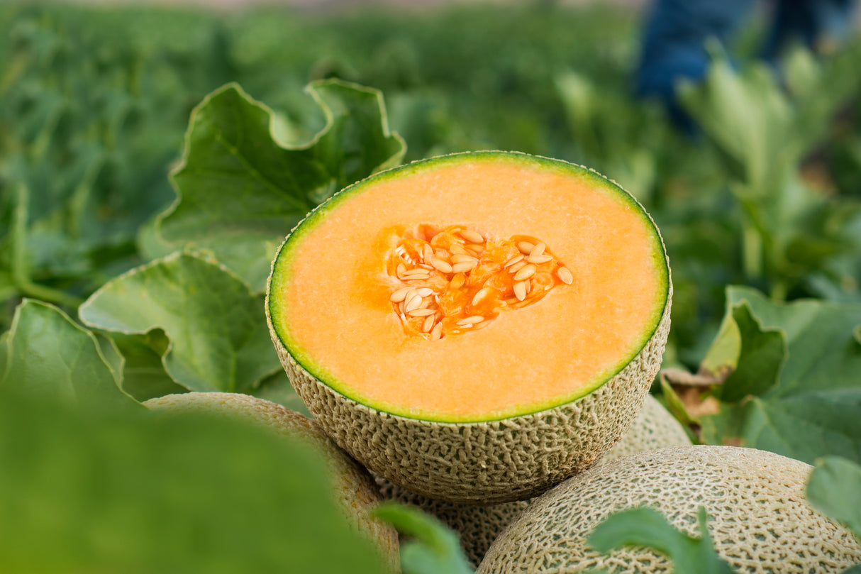 Melon Tarasco Sobre 15 Millares