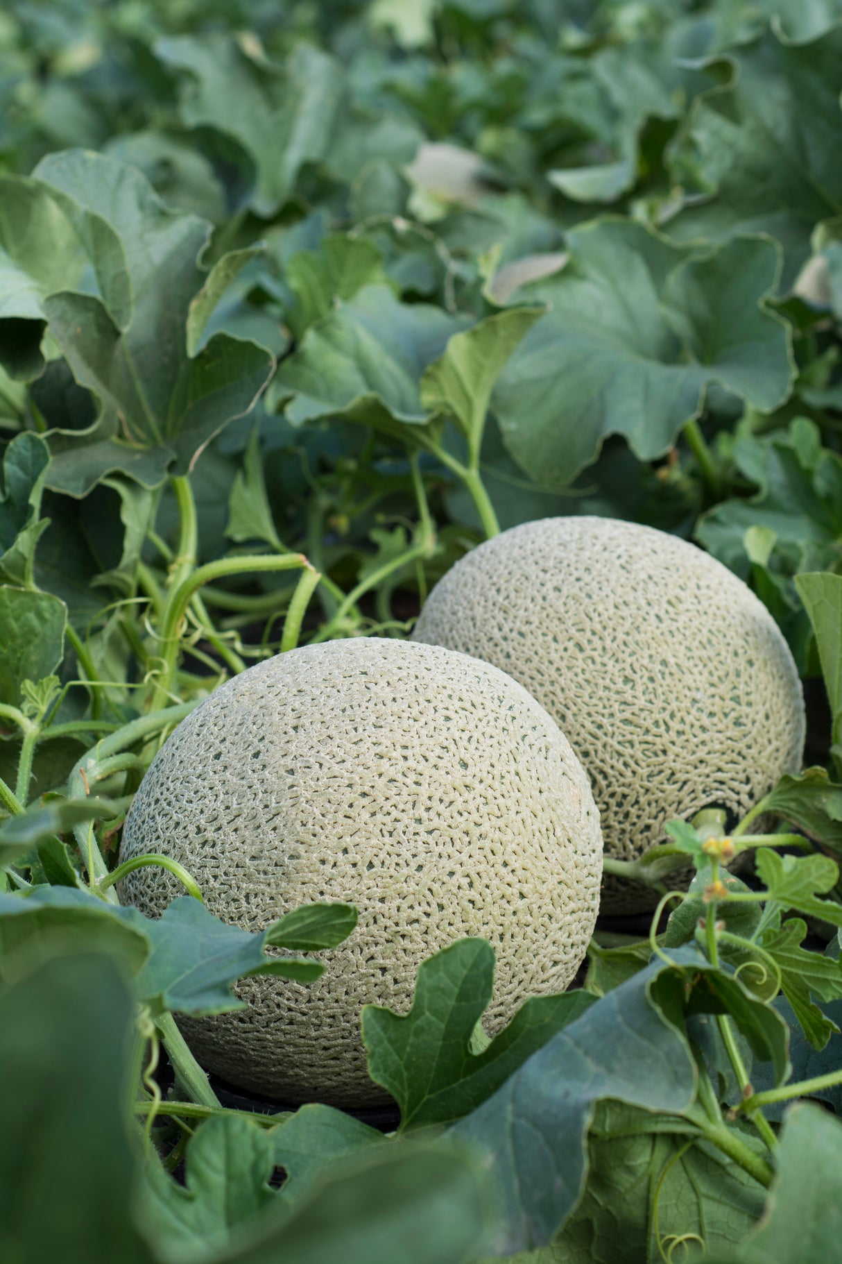 Melon Tarasco Sobre 15 Millares