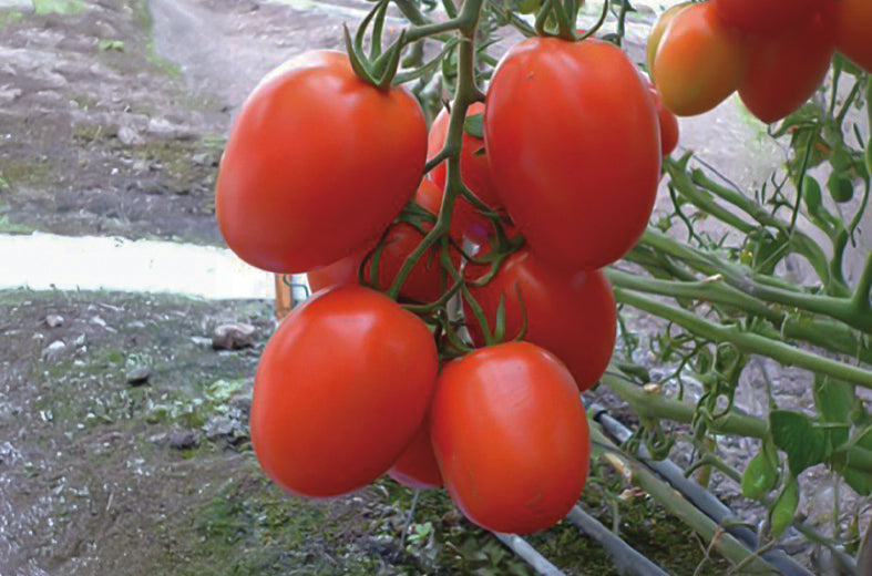 Tomate Don R Sobre 1 millares. Descuento 25% (se aplica en el carrito)