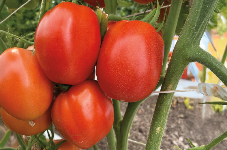 Tomate María Sobre 5 millares