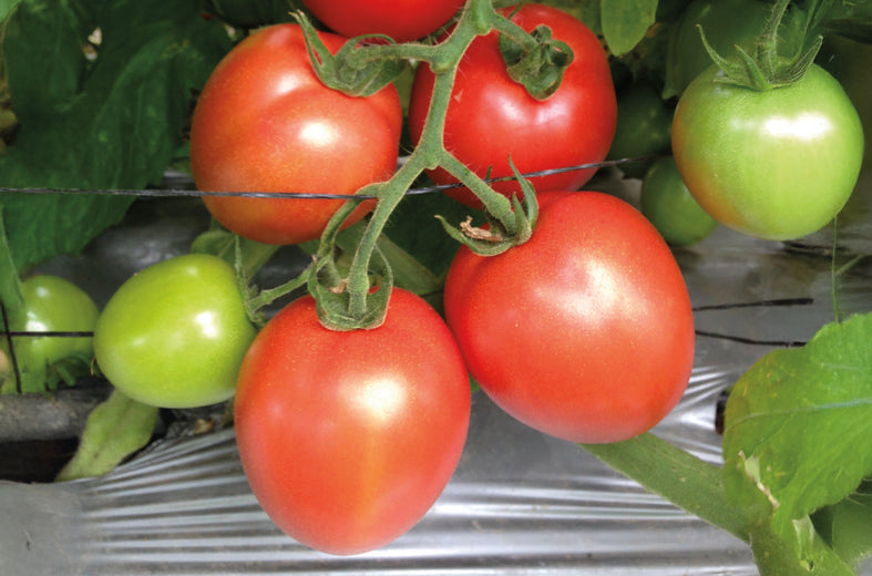 Tomate Namib sobre 5 millares. 25% descuento