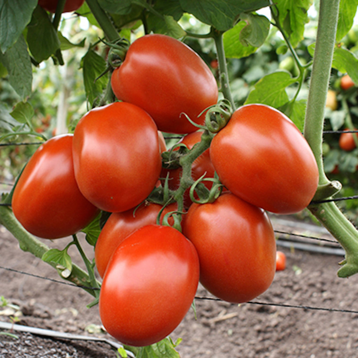 Tomate Rita sobre 5 millares