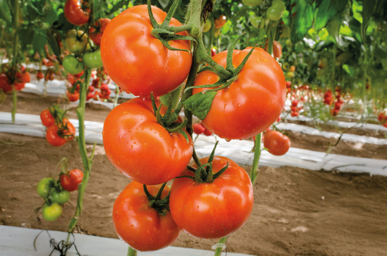 Tomate Sprigel bola Sobre 10 Millares