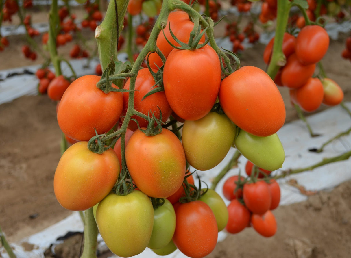 Tomate Kilates Sobre 1 Millar Descuento 25% (se aplica en el carrito)