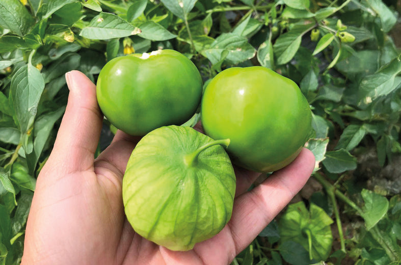 Tomatillo Majestic Sobre 25 millares