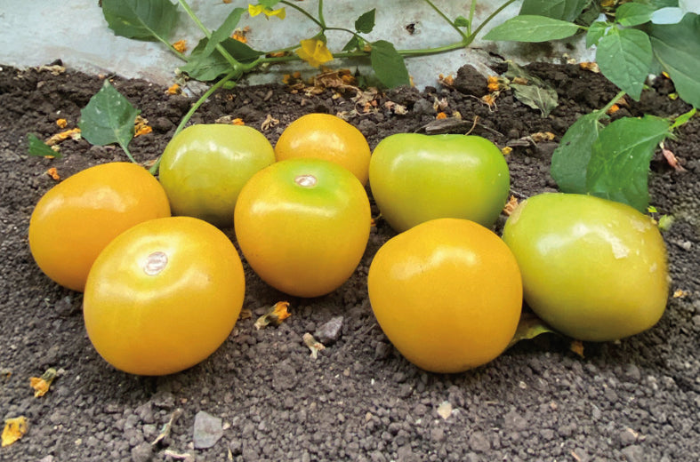 Tomatillo Manzano Supremo Sobre 100 millares