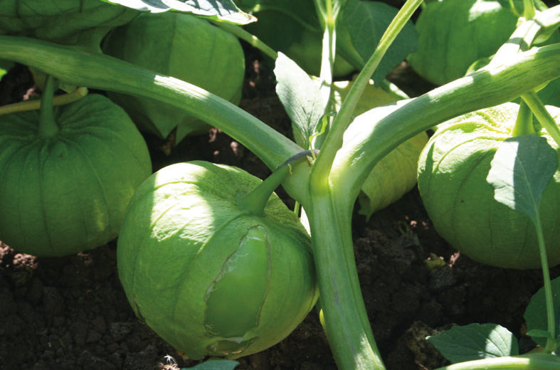 Tomatillo Tequisquiapan Sobre 100 millares