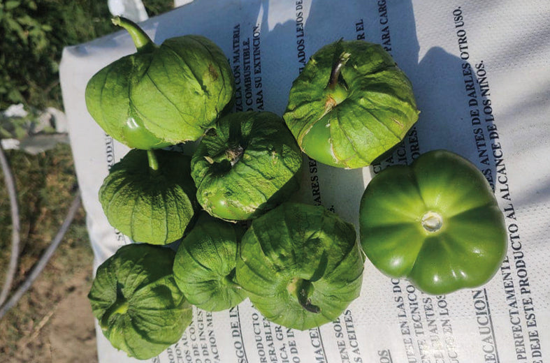 Tomatillo Challenger F1 Sobre 25 millares