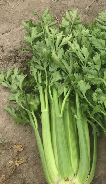 Apio Command sin tratamiento Sobre 500 Millares. Promoción 10+1 (se aplica en el carrito)