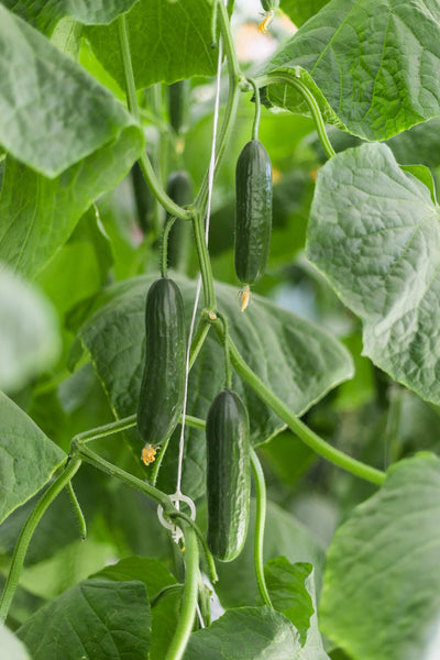 Semilla Pepino Celestino Sobre 1 Millar