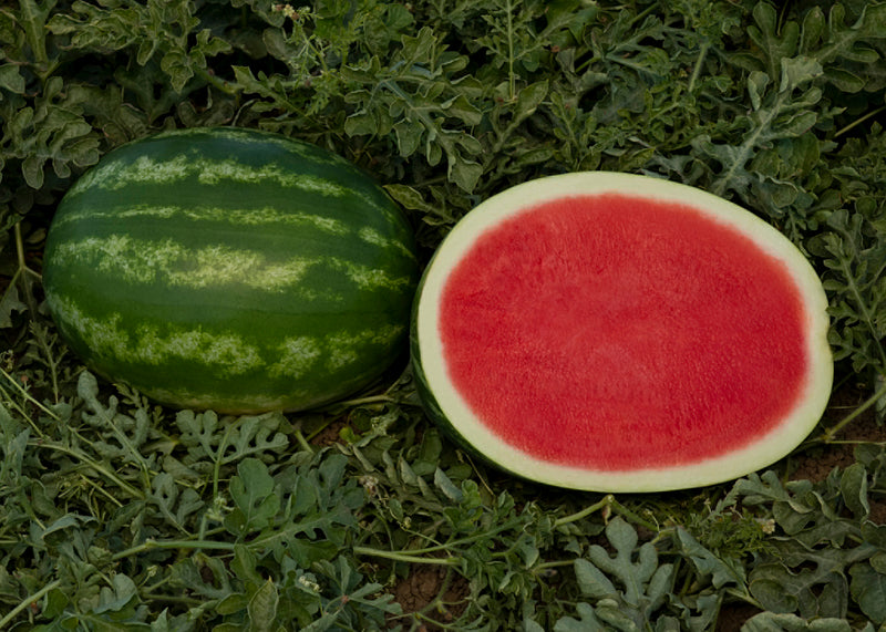 Sandia Sunsugar Sobre 5 Millares