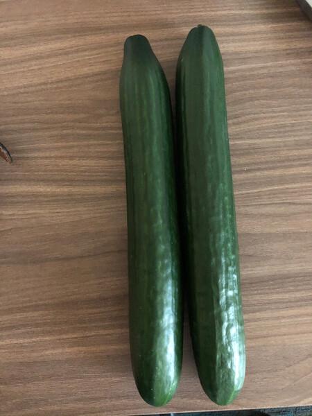 Semilla Pepino Celestino Sobre 1 Millar