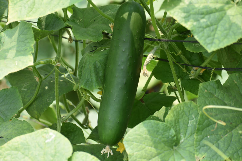 Semilla Pepino Celestino Sobre 1 Millar