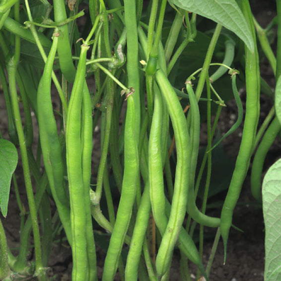 Ejote Frances Serengeti Saco 100 millares