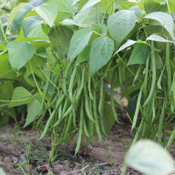 Ejote Frances Serengeti Sobre 100 Millares sin tratamiento