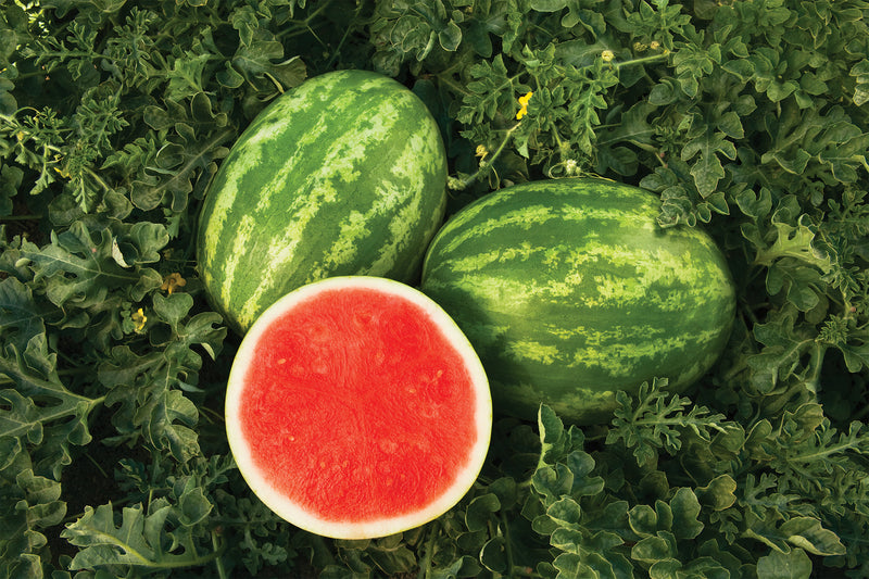 Sandia Sunsugar Sobre 5 Millares