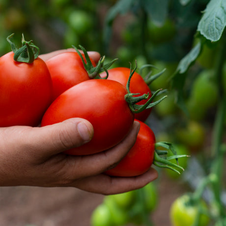 Tomate Sicilia Sobre 1 Millar