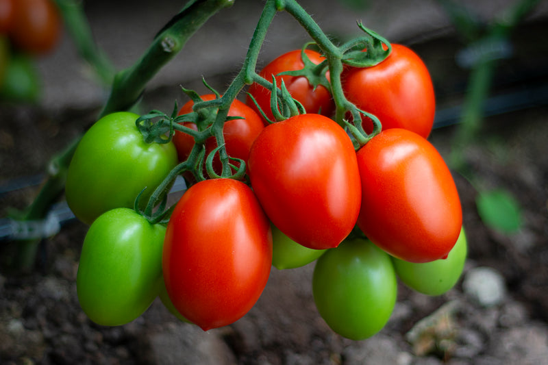 Tomate Sicilia Sobre 1 Millar