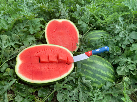 Sandia Sunsugar Sobre 5 Millares