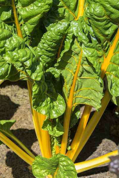 Acelga Amarilla sin tratamiento Sobre 1 Lb