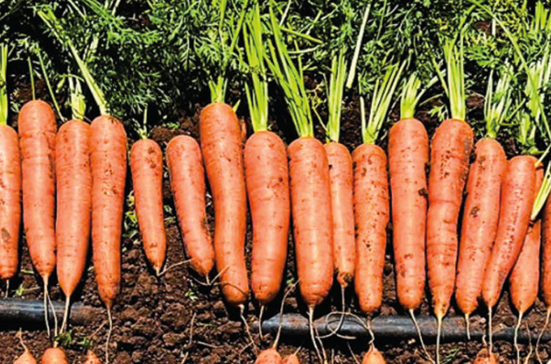 Zanahoria Nantes Mex Strain Saco 40 Lb