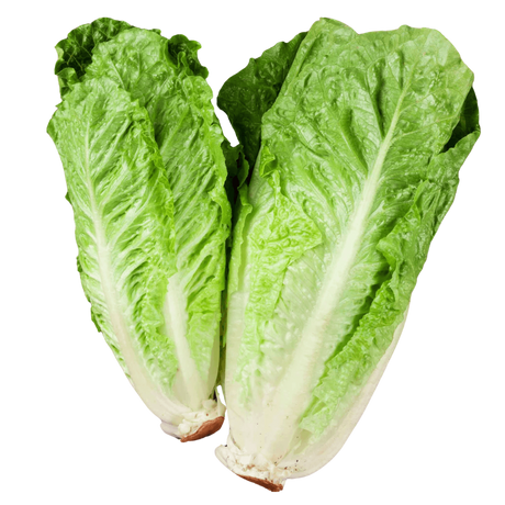 Lechuga Parris Island Cos