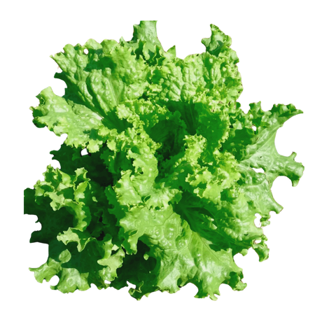 Lechuga Black Simpson