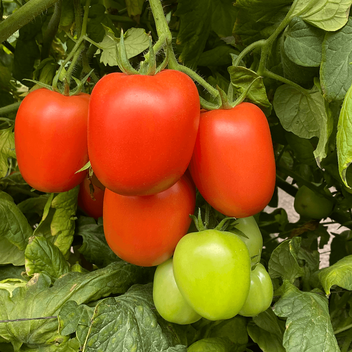Tomates determinados