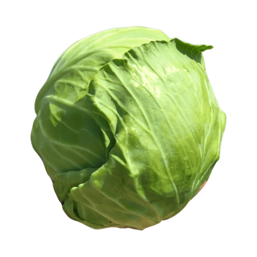 Repollo