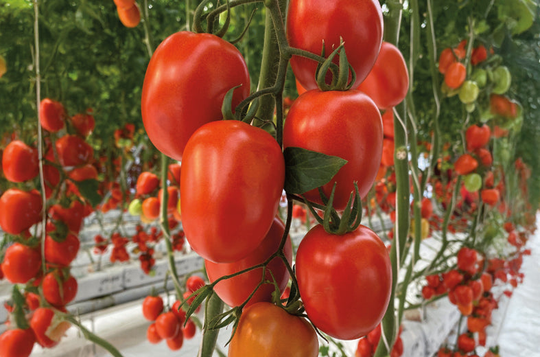 Tomates Indeterminados