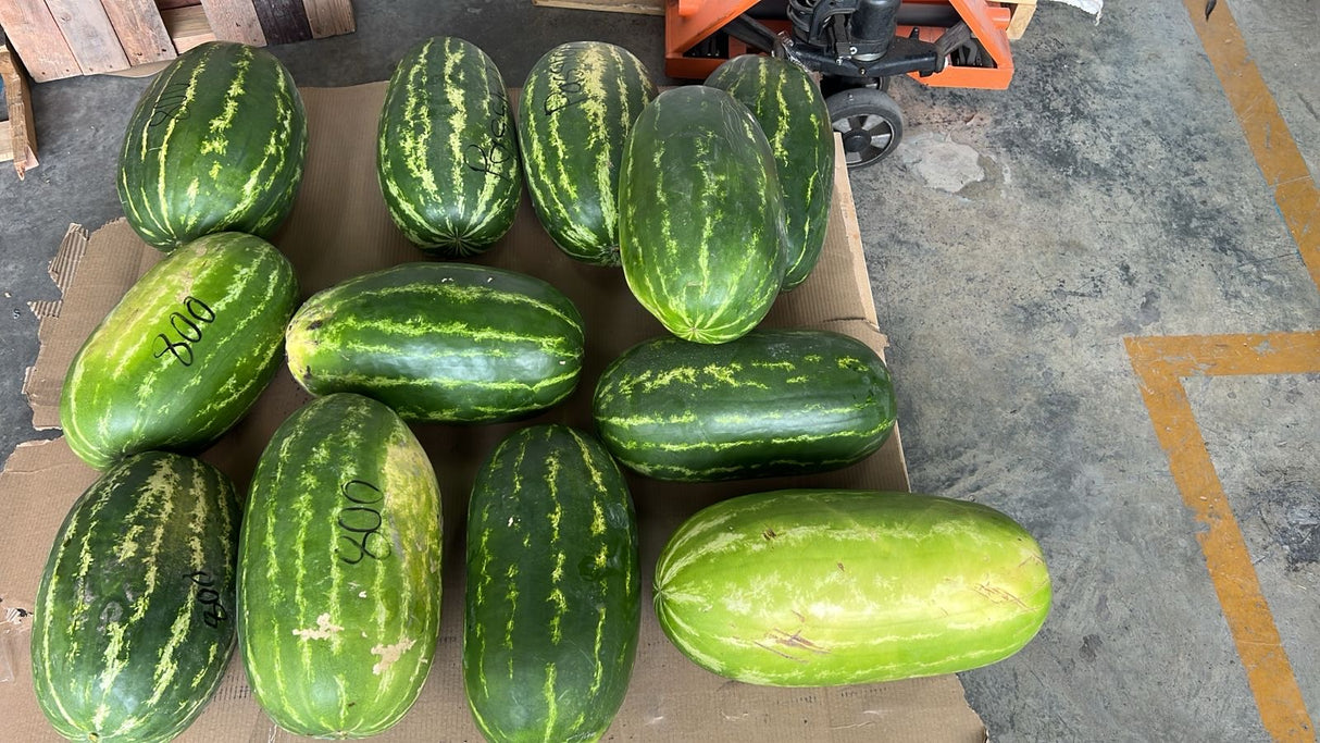 Sandía 800 Nunhems Sobre 5 millares