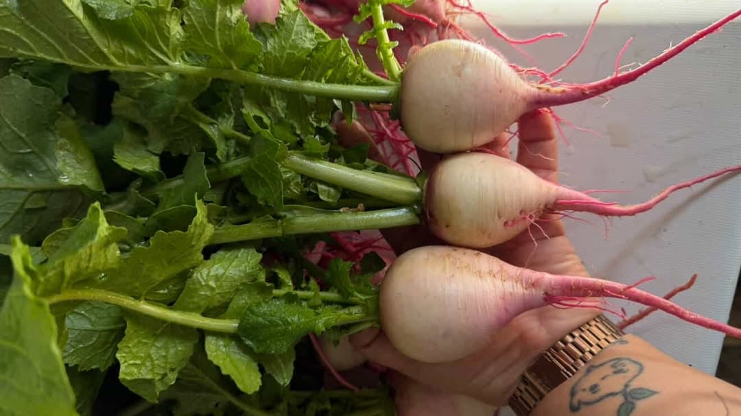 Rábano Sandía Red Meat Sobre 1 Lb