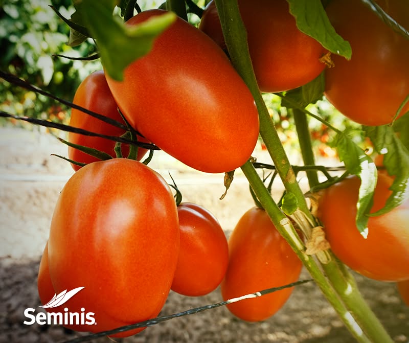 Tomate determinado Bullseye (8870) Sobre 5 millares