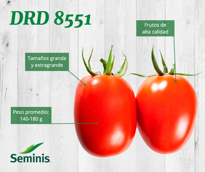 Tomate determinado DRD8551 Sobre 1 millar