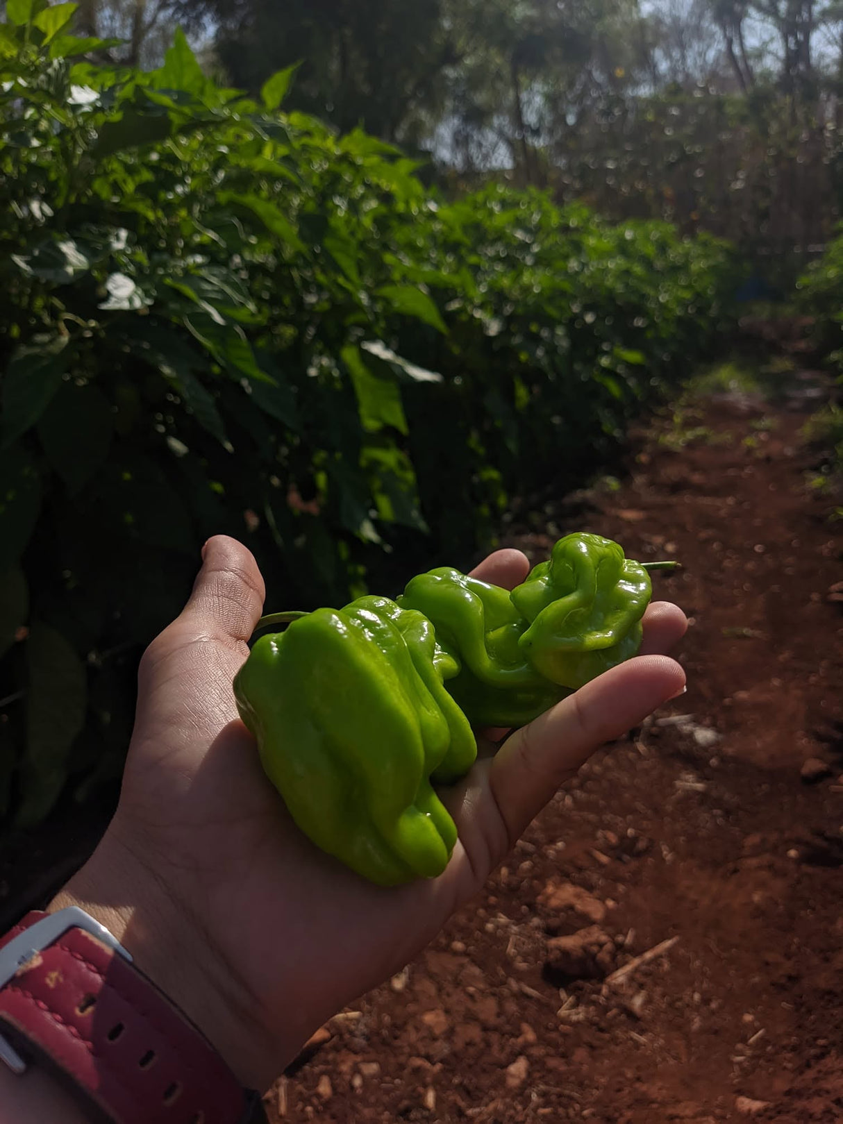 Chile Habanero PX 11459057 Sobre 1 millar