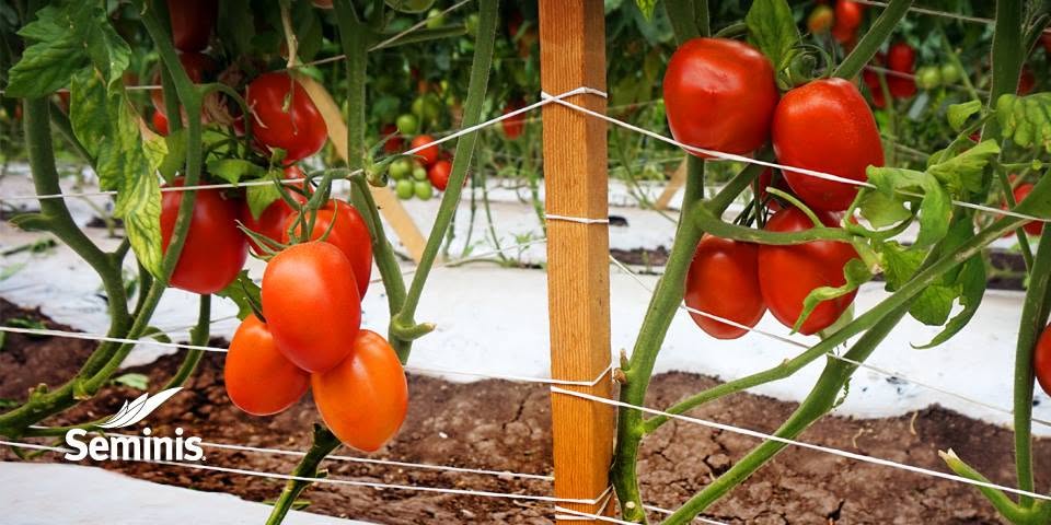 Tomate Saladette Determinado SV3543TE Sobre 5 millares