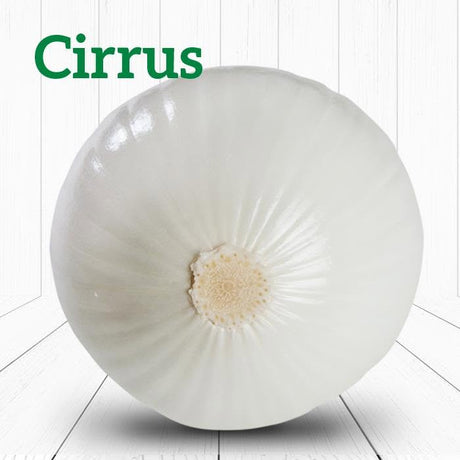 Cebolla Cirrus Sobre 100 millares
