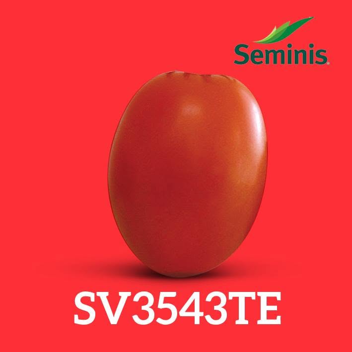 Tomate Saladette Determinado SV3543TE Sobre 5 millares